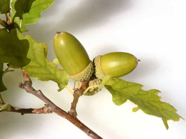 Eicheln Stieleiche Quercus Robur — Foto de Stock