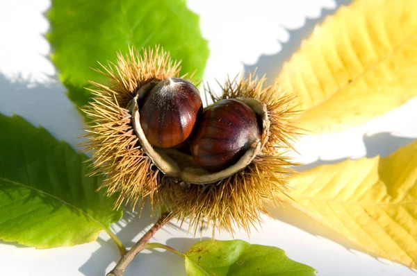 Chestnuts Autumn — Stock Photo, Image