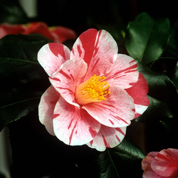 Flores Bonitas Jardim — Fotografia de Stock