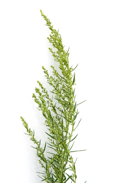 Groene Bladeren Van Een Plant Een Witte Achtergrond — Stockfoto