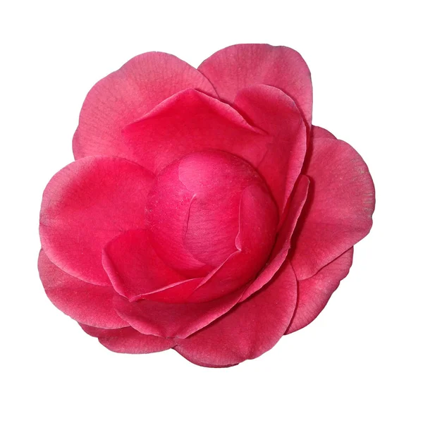 Kamelie Black Csipke Camellia — Stock Fotó