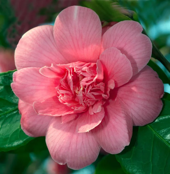 Hermosa Flor Rosa Jardín — Foto de Stock
