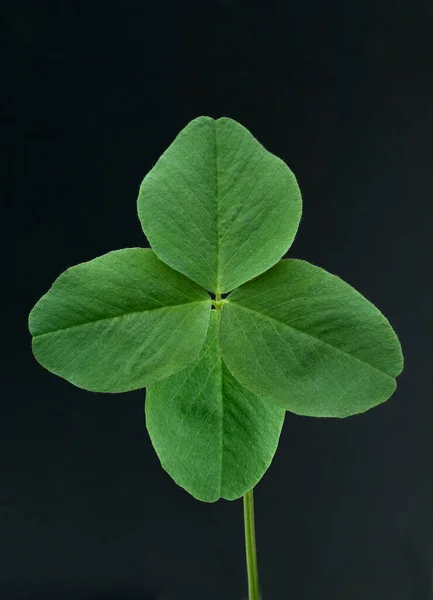 Foglia Verde Sfondo Nero — Foto Stock