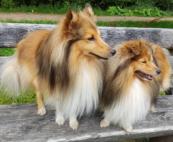 Shetie Shetland Sheepdog Mini Collie — стокове фото