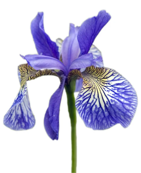 Sibirische Iris Iris Sibirica Wasserpflanzen — Stok fotoğraf