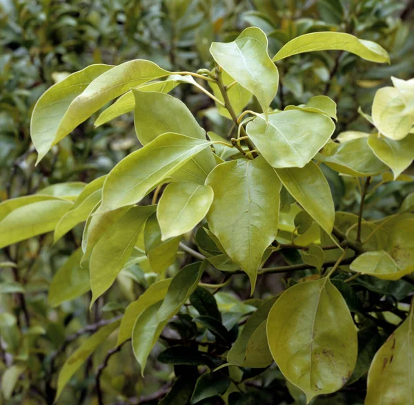 Gröna Blad Ett Träd Trädgården — Stockfoto