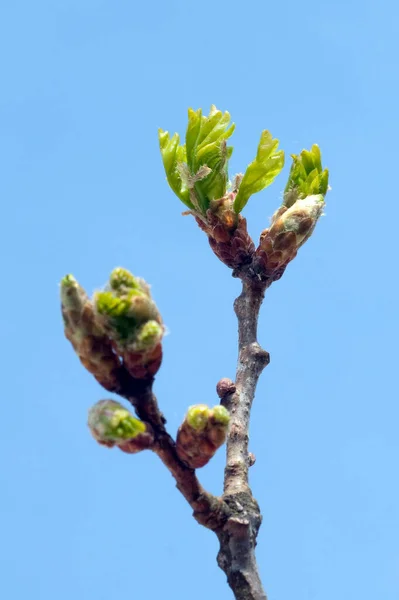 Mavi Arkaplanda Tomurcukları Olan Bahar Ağacı — Stok fotoğraf