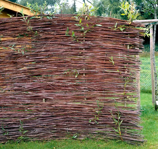 Bamboo Fence Forest — Stock Photo, Image