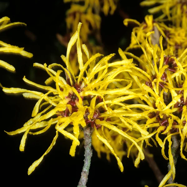 Virginische Zaubernuss Hamamelis Virginiana — Stock Photo, Image