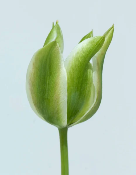 Bela Flor Tulipa Fundo Branco — Fotografia de Stock