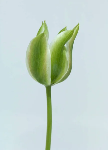 Linda Flor Tulipa Fundo Branco — Fotografia de Stock