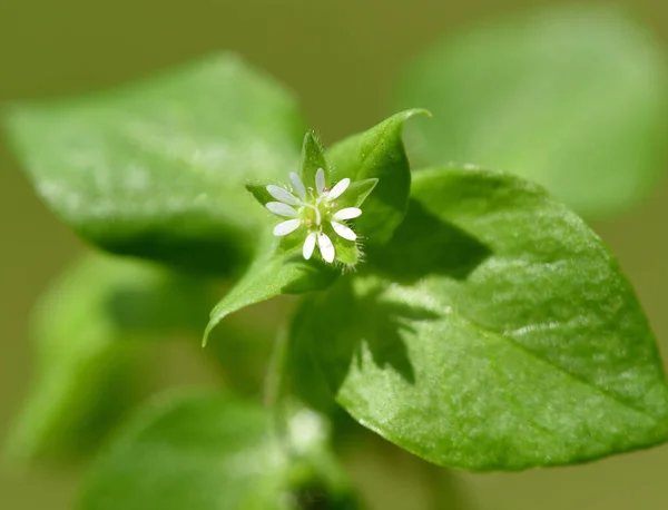 Schöne Botanische Aufnahme Natürliche Tapete — Stockfoto