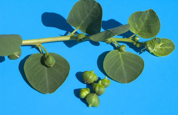 Zelené Olivy Modrém Pozadí — Stock fotografie