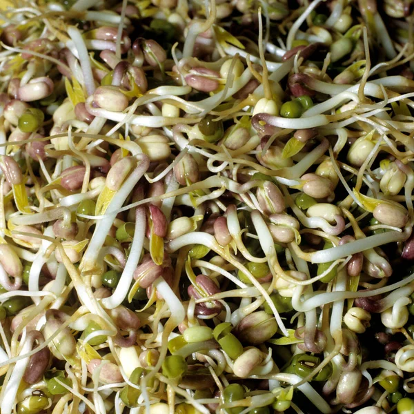 Green Beans Bowl — Stock Photo, Image