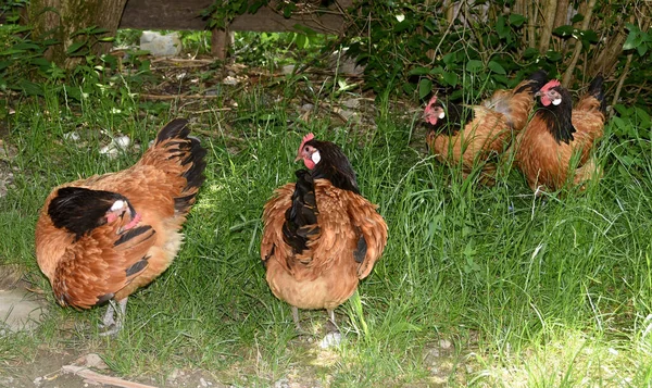 Pollos Granja — Foto de Stock