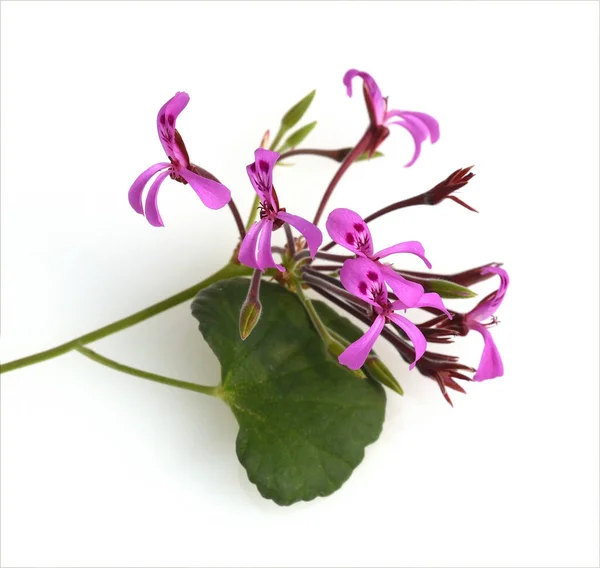 Fleurs Pourpres Une Plante Sur Fond Blanc — Photo