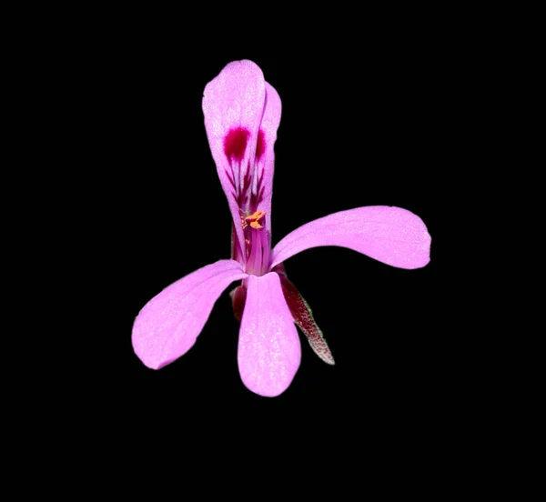 Kapland Pelargonie Pelargonium Reniforme Auch Umckaloabo Genannt Ist Eine Schoene — Fotografia de Stock