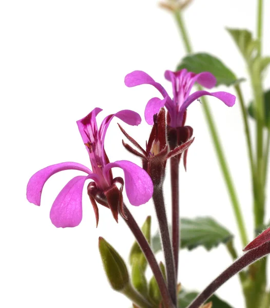 Hermosa Flor Púrpura Aislada Sobre Fondo Blanco — Foto de Stock