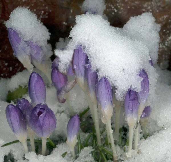 雪地上美丽的紫色番红花 — 图库照片
