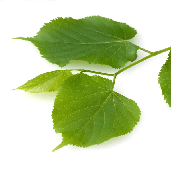 Sommerlinde Lindenblatt Tilia Platyphyllos — Stock Fotó