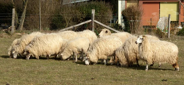 Walachenschafe Ovis Ammon Aries — Fotografia de Stock