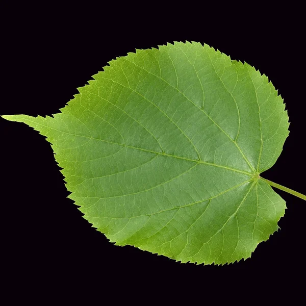 Sommerlinde Lindenblatt Tilia Platyphyllos — 스톡 사진