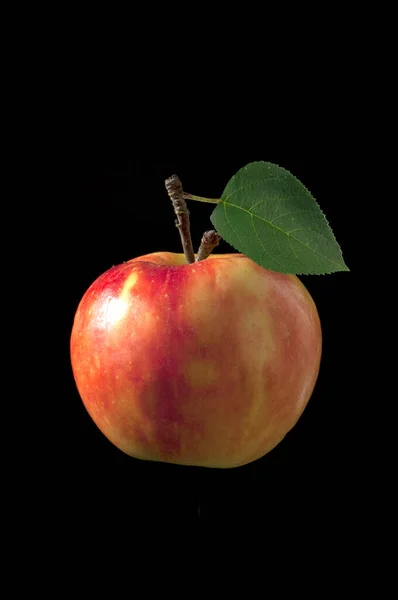 Elstar Apfel Malus Domestica Apfelsorte Apfel Kernobst Obst — Photo