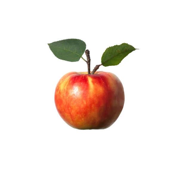 Elstar Apfel Malus Domestica Apfelsorte Apfel Kernobst Obst — Foto de Stock