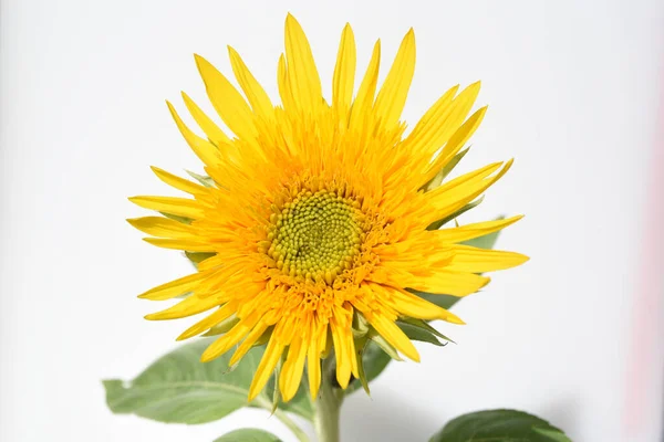 Sonnenblume Helianthus Annuus Ist Eine Wichtige Oel Und Heilpflanze Mit — Stock Photo, Image