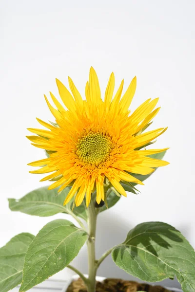 Sonnenblume Helianthus Annuus Ist Eine Wichtige Oel Und Heilpflanze Mit — Foto de Stock