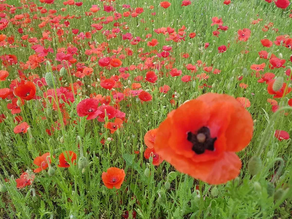 畑の赤いケシの花 — ストック写真