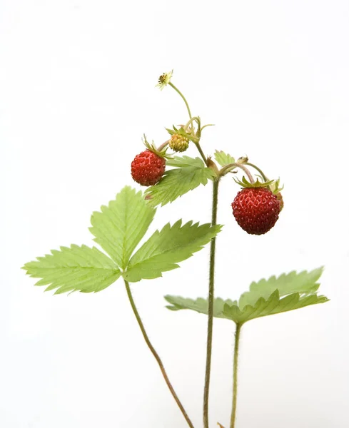 Walderdbeere Fragaria Vesca Heilpflanzen — Stock fotografie