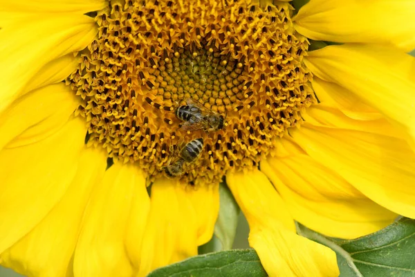 Sonnenblume Helianthus Annuus Oelpflanze Heilpflanze — Stok fotoğraf