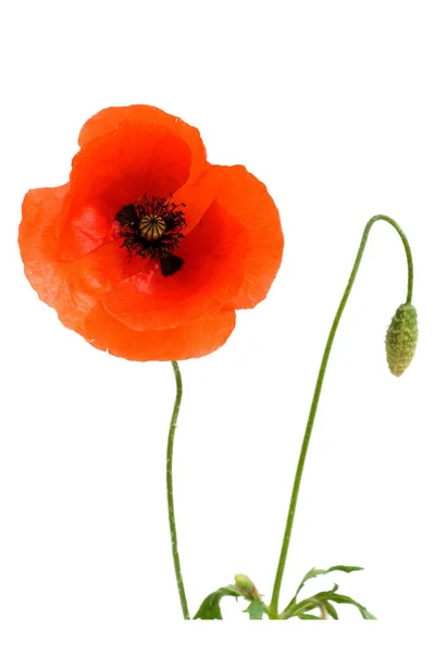 Poppy Bloem Geïsoleerd Witte Achtergrond — Stockfoto