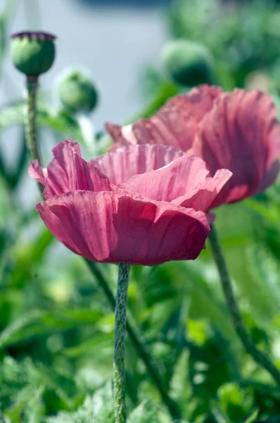 Klatschmohn Papaver Roeas Ackerpflanzen — Stockfoto