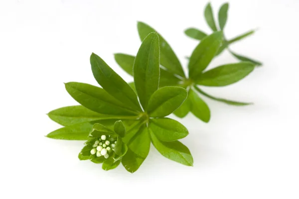 Hojas Verdes Una Planta Sobre Fondo Blanco — Foto de Stock