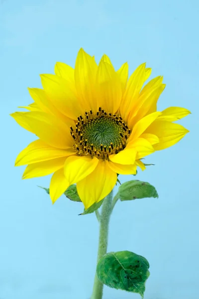 Sonnenblume Helianthus Annuus Oelpflanze Energiepflanze Biomasse Energiepflanzen Biogener Brennstoff Industriepflanzen — Foto de Stock