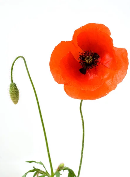 Poppy Flower Isolated White Background — Stock Photo, Image