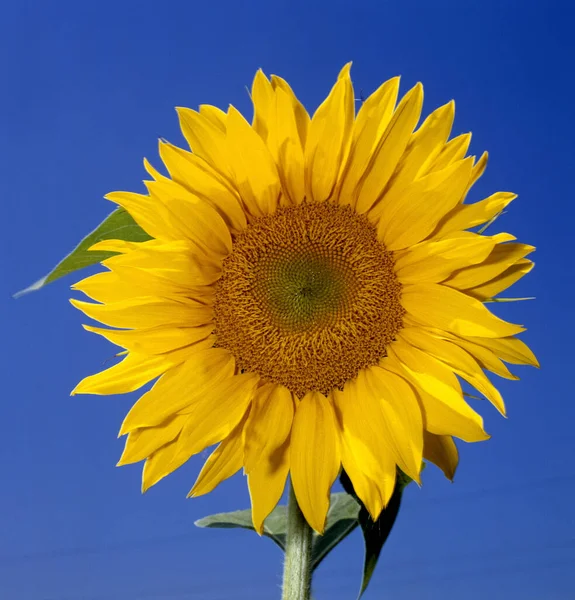 Tournesol Sur Fond Bleu — Photo