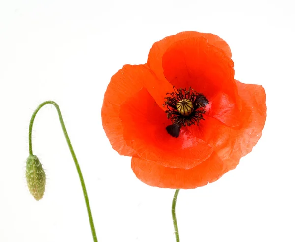 Fleur Pavot Isolée Sur Fond Blanc — Photo