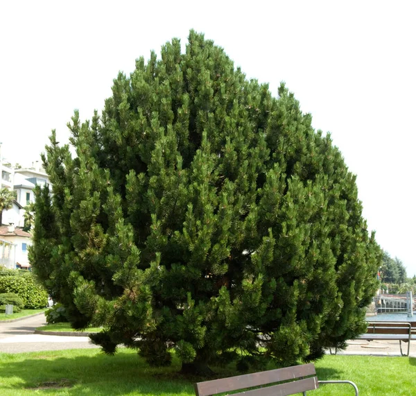 Parque Verde Com Árvores Plantas — Fotografia de Stock