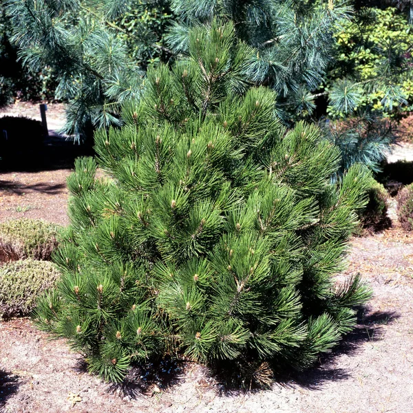 花园里的绿色植物 — 图库照片