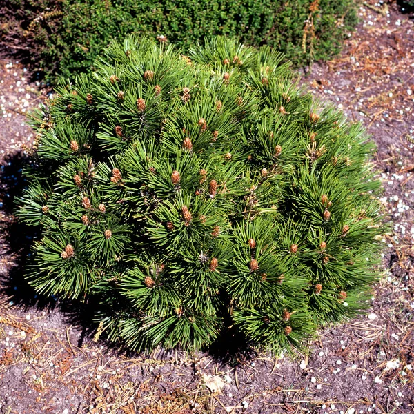 Schlangenhautkiefer Pinus Leucodemis Schmidtii —  Fotos de Stock