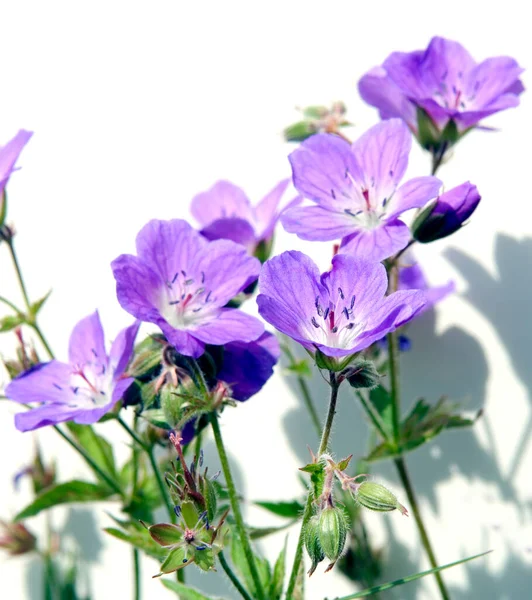 Hermosas Flores Púrpuras Sobre Fondo Blanco — Foto de Stock