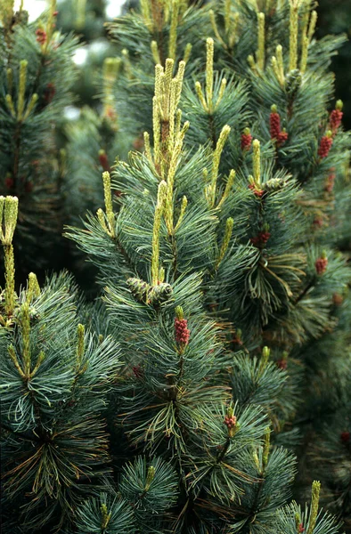 Schmalwuechsige Pummelkiefer Pinus Pumila Saentis —  Fotos de Stock