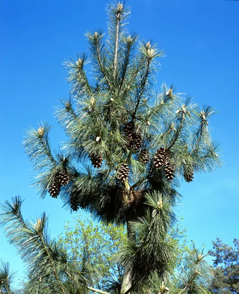 Schwerin Kiefer Kiefer Pinus Schwerinii — Fotografia de Stock