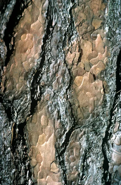 Kiefer Stamm Rinde Pinus — Zdjęcie stockowe
