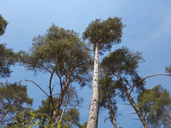 Kiefernwald Pinus Sylvestris Nationalpark Kellerwald Edersee — стокове фото
