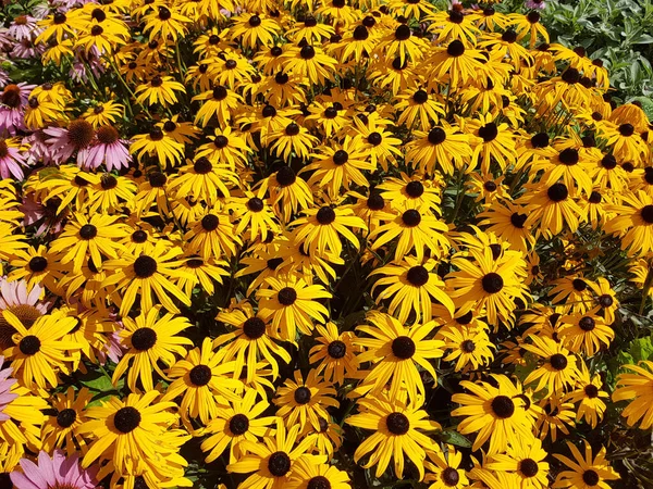 Sonnenhut Chapéu Sol Rudbeckia Hirta Heilpflanze — Fotografia de Stock