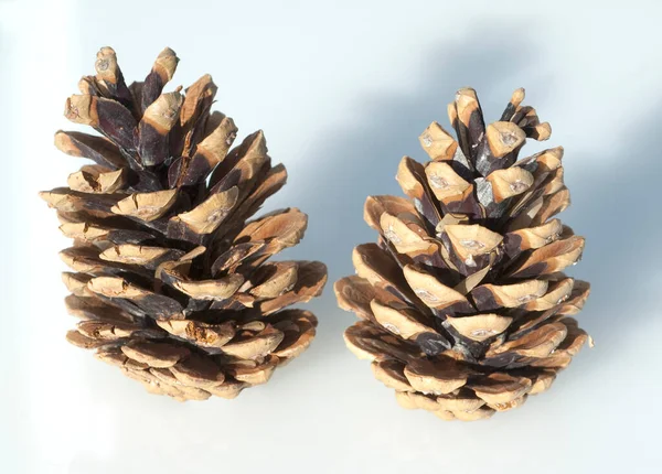 Pine Cone White Background — Stock Photo, Image